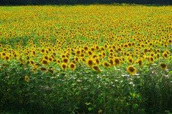 Sonnenblumen.jpg