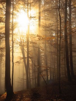 Morgensonne.jpg