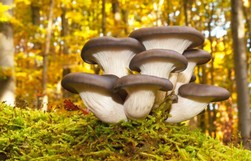 Pilze im Herbstwald.jpg