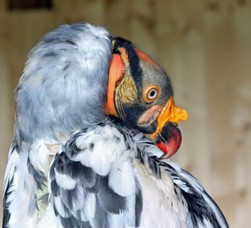 IMG_1145.jpg
