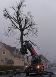 Lindenbaumast.jpg