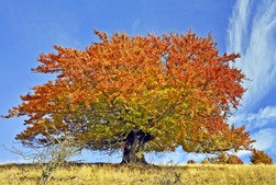 Hexenbuche-im-Herbst.jpg